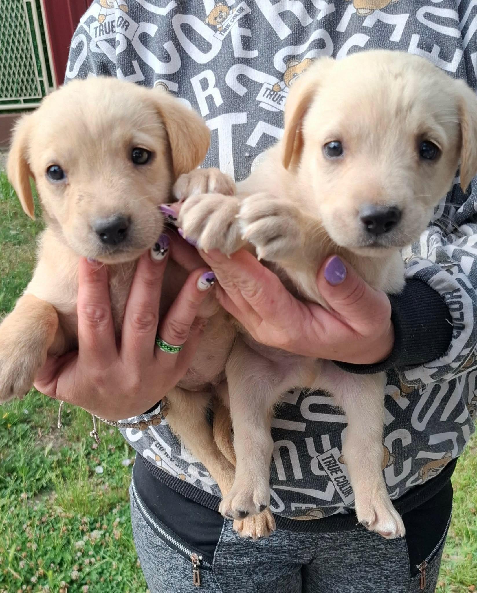 Labrador-retriver