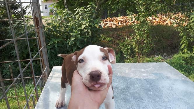 Pitbull red nose štene