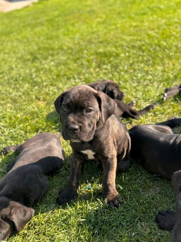 Cane-Corso-štenci