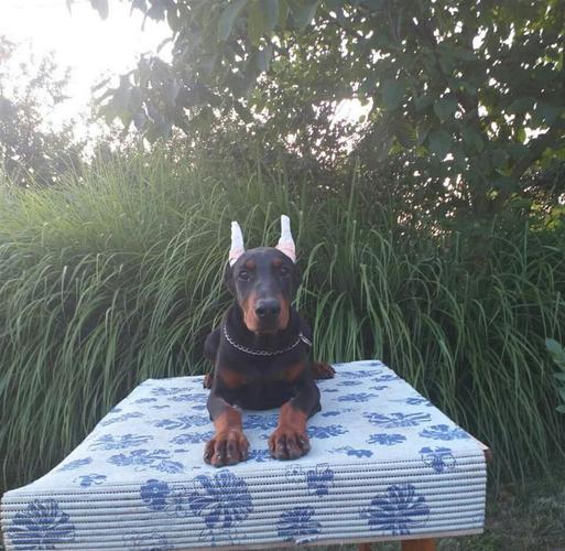 Doberman štenci