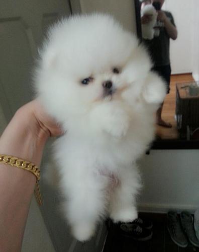 Pomeranski spic