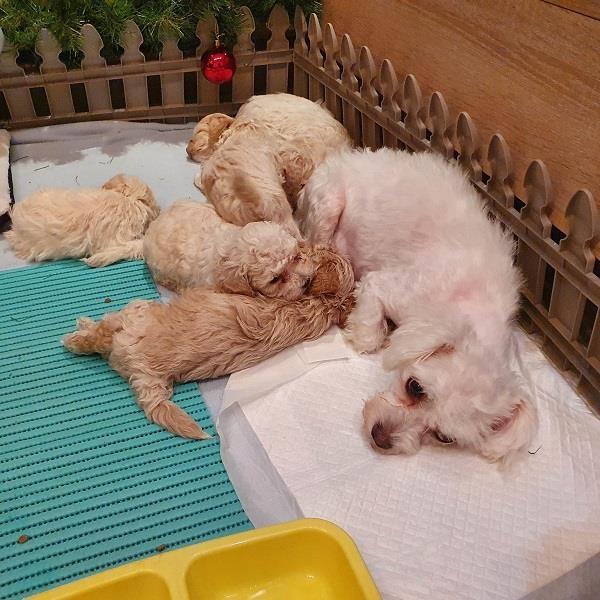 Maltipoo-štenci-