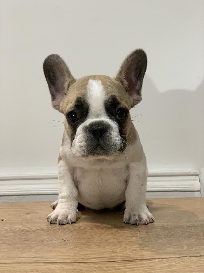 Francuski-buldog