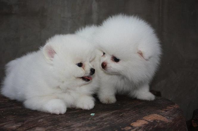 Pomeranski spic 