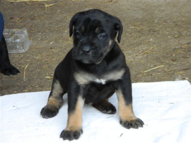 Cane Corso stenci na prodaju