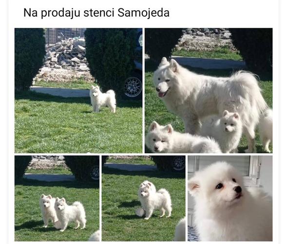 Sibirski samojed