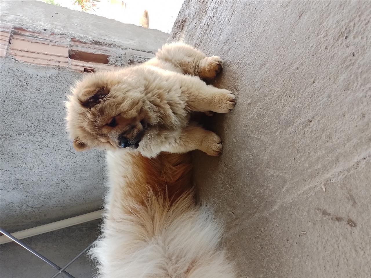 Chow-chow
