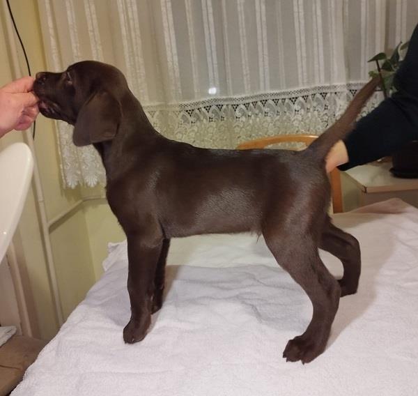 Labrador-retriver-braon-štenci
