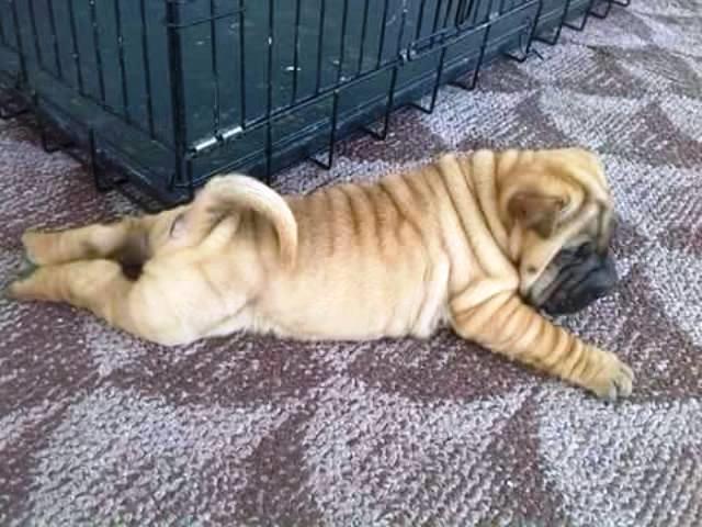 Sar-Pej--Shar-Pei--stenci