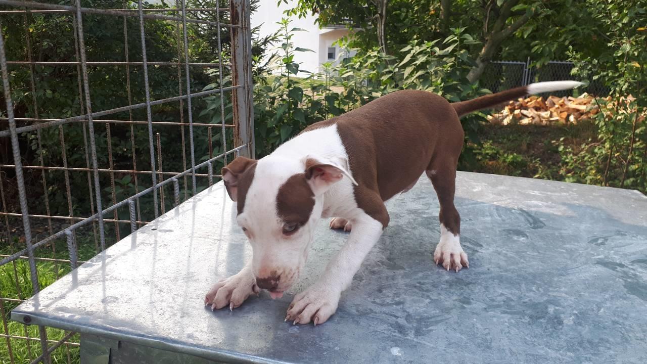 Pitbull-red-nose-štene