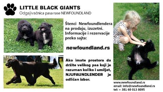 Štenci-njufaundlendera
