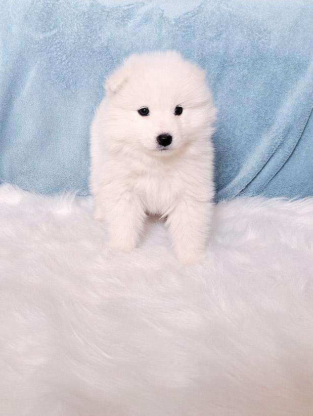 Samojed
