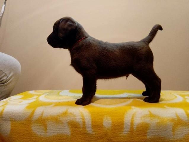 Labrador-Retriver--štenci