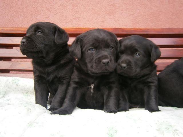 Labrador-Retriver--crni-stenci
