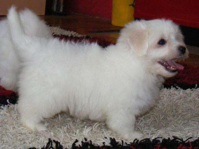 Coton-de-Tulear
