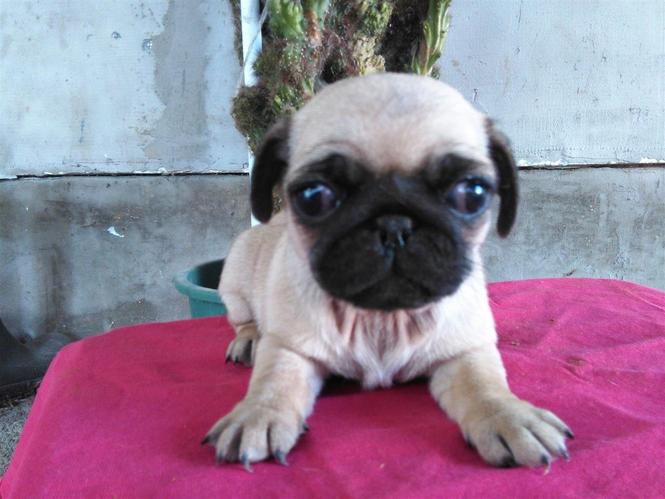 mops