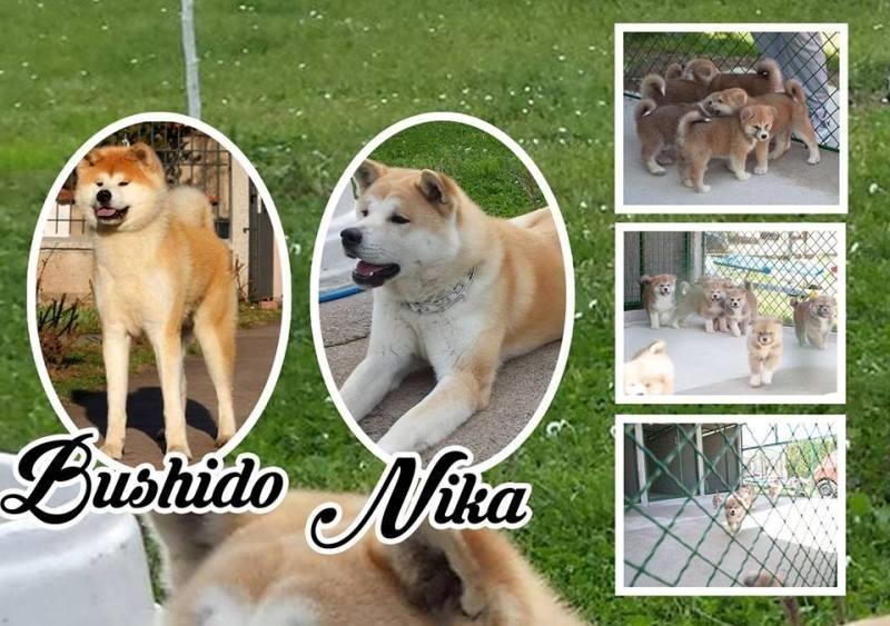 Akita-Inu-