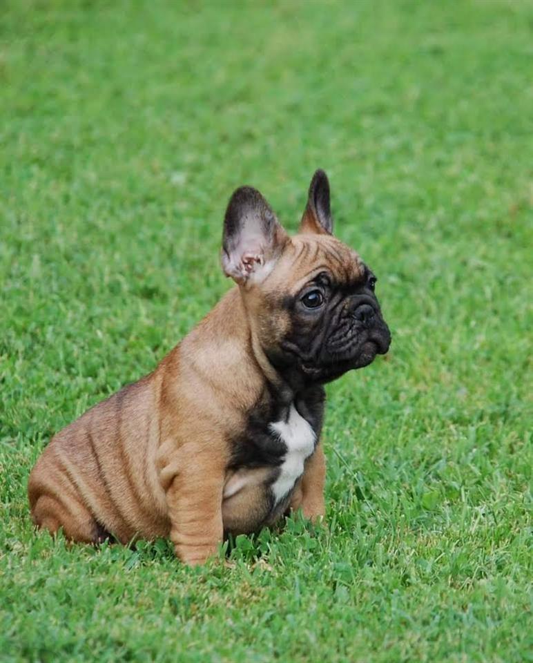 Francuski-Buldog-štenci-
