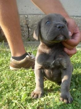 Cane-Corso-stenci