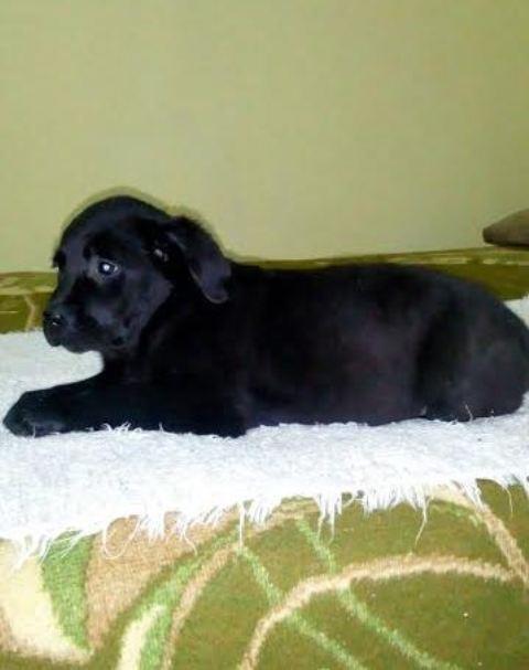 Labrador-retriver---štenci