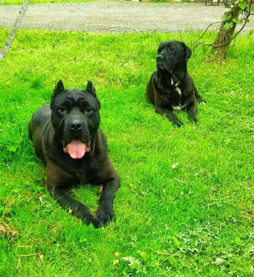 Cane-corso-stenci