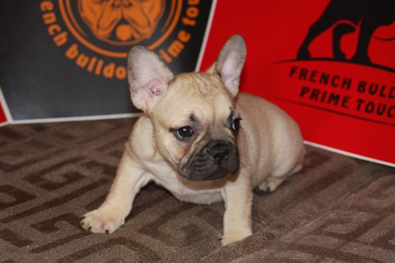 Francuski-Buldog-EXOTIC