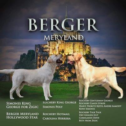 Stenci-LABRADOR-RETRIVERA-