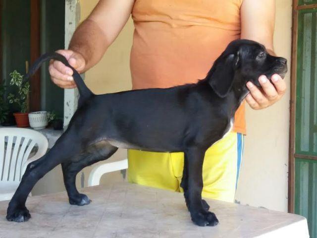 -Stenci-Cane-Corso--
