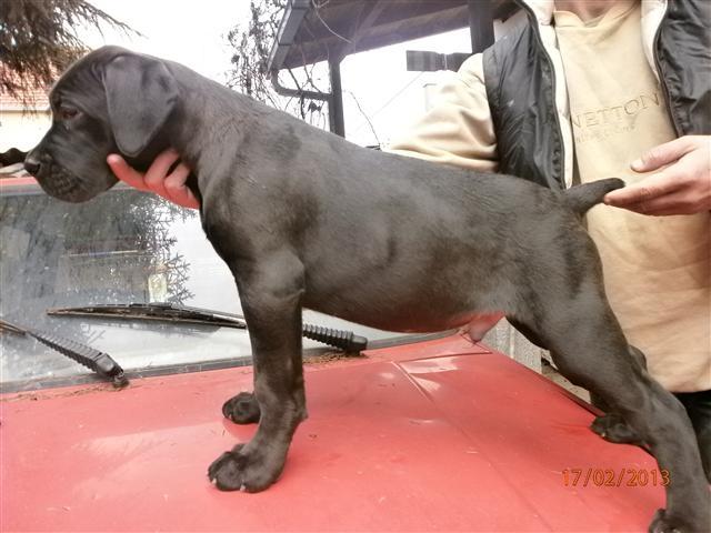 Cane-Corso-stenci-