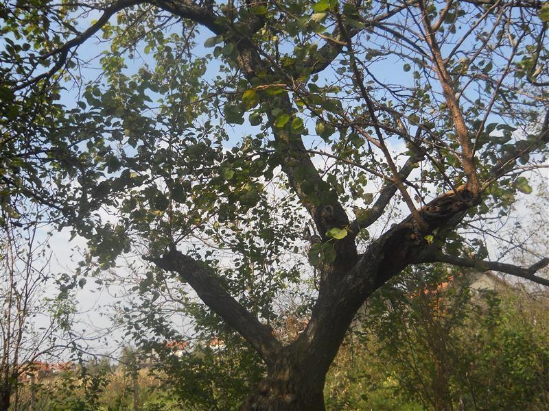 Sremcica-kuca-od-300m2-