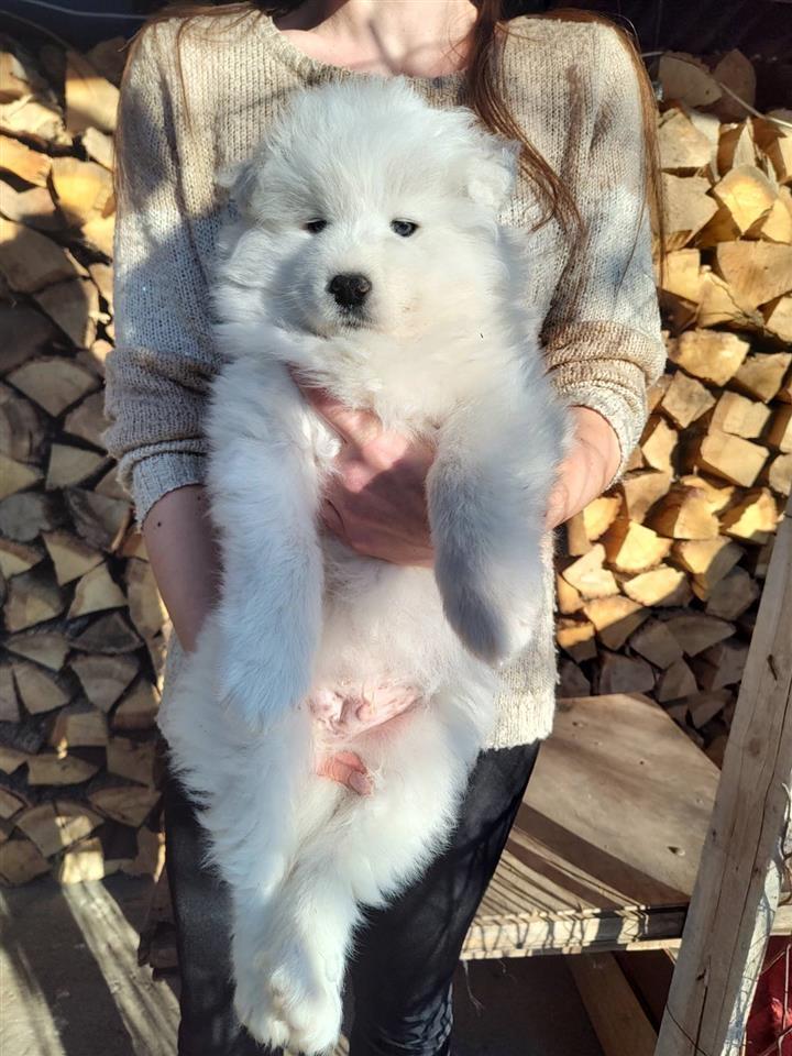 Samojed-stenci