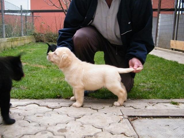 Stenci-labrador-retrivera