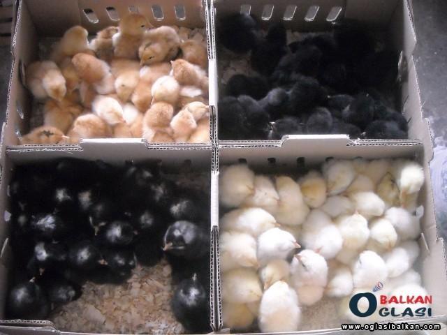 Domaci-pilici-