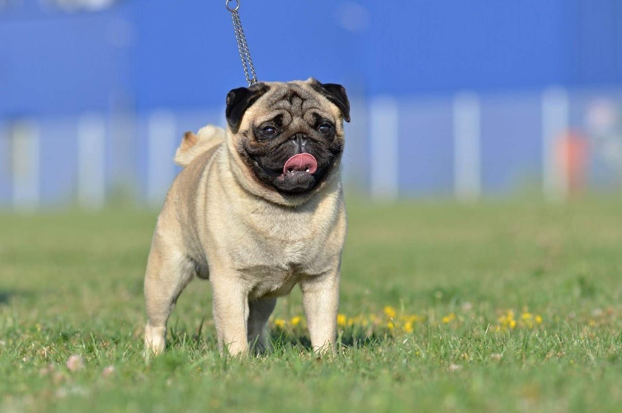 Mops-štenci