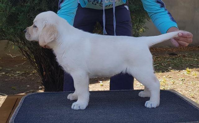 Labrador-retriver--hit-leglo-