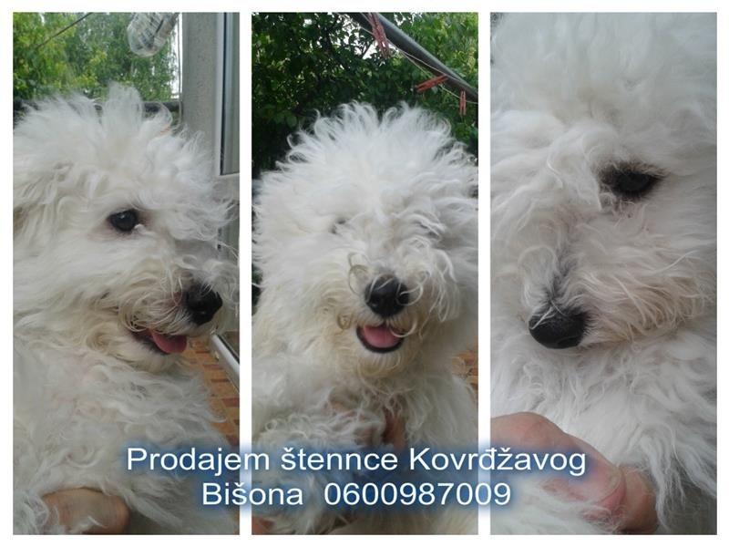 Štenci-Kovrdžavog-Bišona