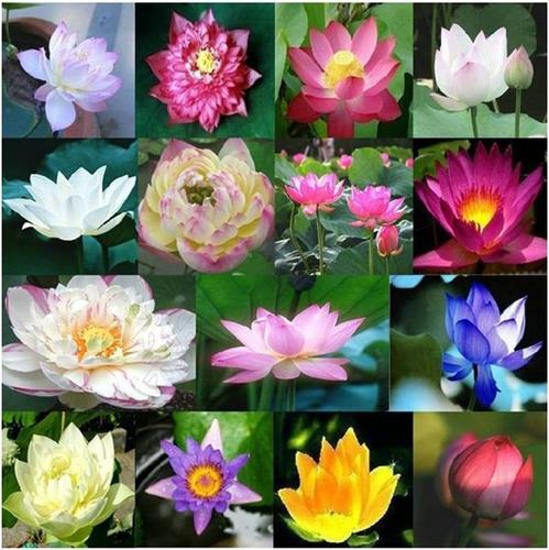 Seme LOTUS - LOKVANJ