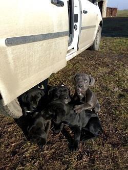 Cane-corso-štenci