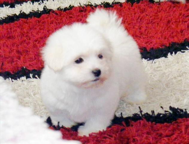 Coton-de-Tulear