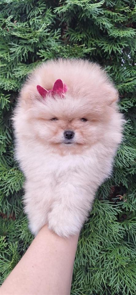 Pomeranac