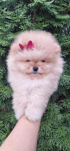 Pomeranac