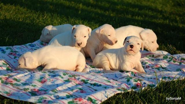 Stenad-Dogo-Argentino