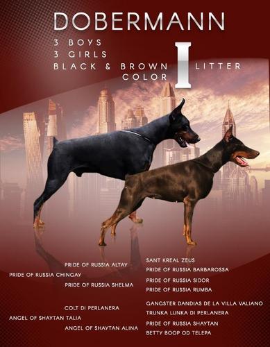 Doberman štenci