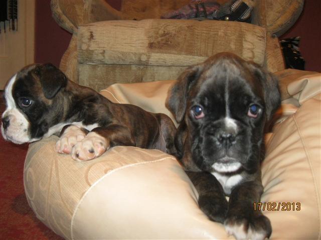 Boxer stenci 