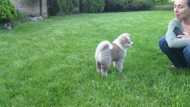 Akita-Inu-stenci