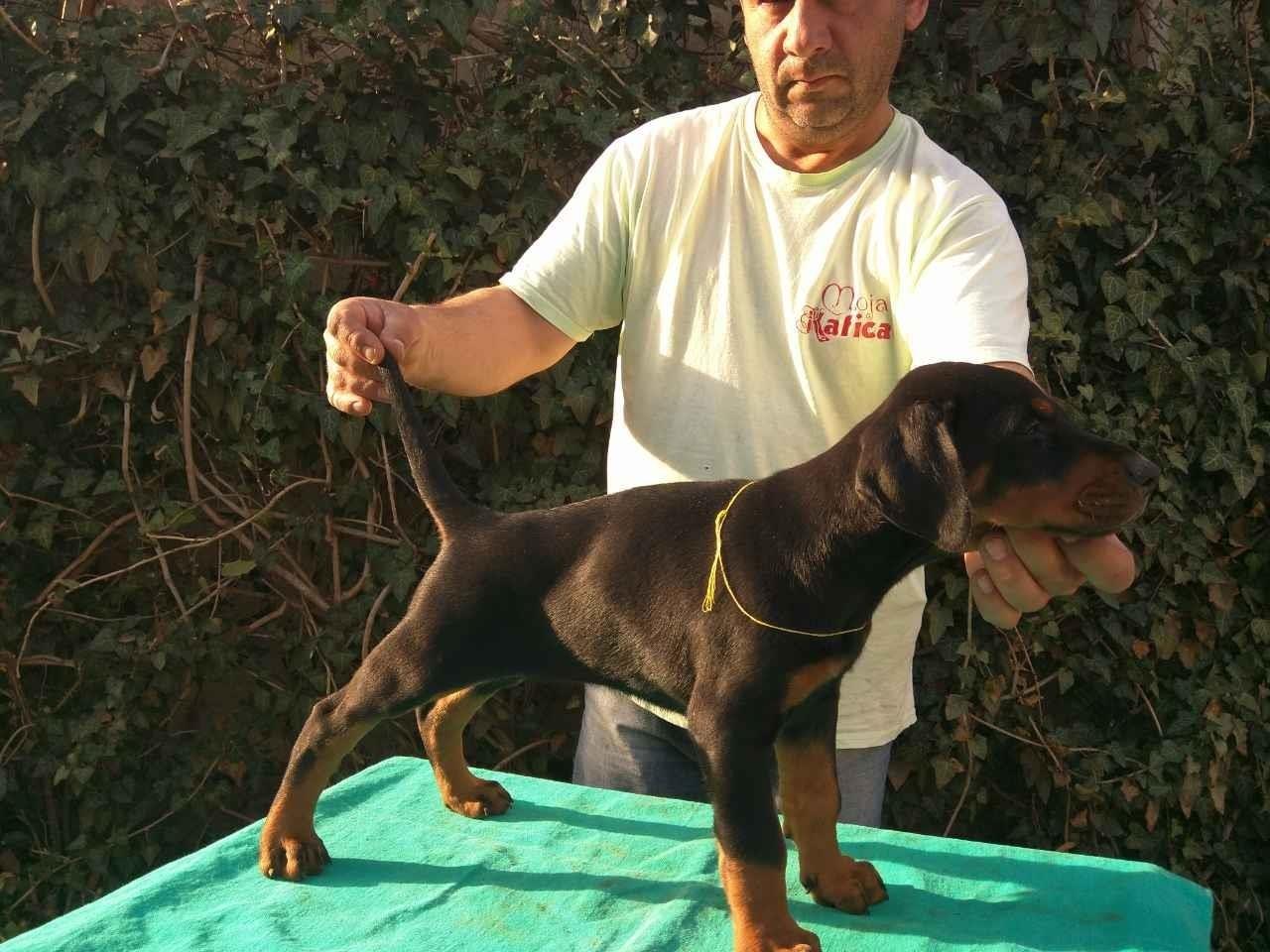 Doberman-štenad