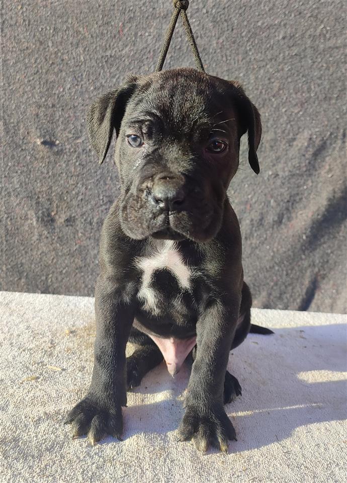Cane-Corso