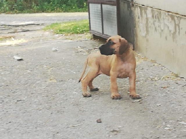 Nemačka-doga
