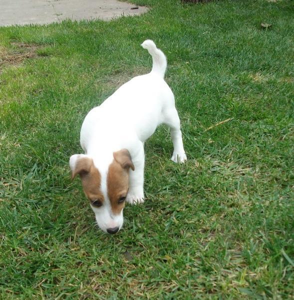 Jack-Russell-Terrier--stenci