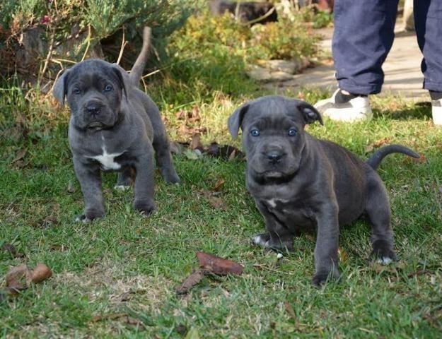 Cane-Corso-štenci-